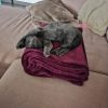 Images de profil de Morgane - Blooming Pets - Petsitting et garde d'animaux à domicile