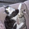 Images de profil de Morgane - Blooming Pets - Petsitting et garde d'animaux à domicile