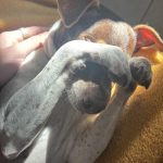 Max   Terrier Brésilien Mâle - Garde d'animaux à domicile