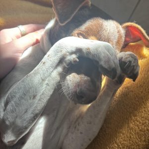 Images de profil de Mickaël - Blooming Pets - Petsitting et garde d'animaux à domicile