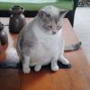 Images de profil de GLADYS - Blooming Pets - Petsitting et garde d'animaux à domicile