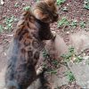 Images de profil de GLADYS - Blooming Pets - Petsitting et garde d'animaux à domicile