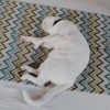 Images de profil de GLADYS - Blooming Pets - Petsitting et garde d'animaux à domicile