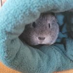 Image de profil de CELIA - Blooming Pets - Petsitting et garde d'animaux à domicile