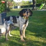 Otis   Épagneul Breton Mâle - Garde d'animaux à domicile