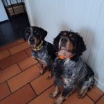 Tobi   Épagneul Breton Mâle - Garde d'animaux à domicile