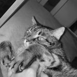Spoock   European Shorthair (Européen) Mâle stérilisé - Garde d'animaux à domicile