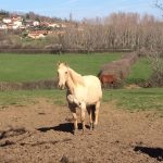 Enzo   Quarter Horse Mâle stérilisé - Garde d'animaux à domicile