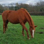 Luna   Selle Français Femelle - Garde d'animaux à domicile