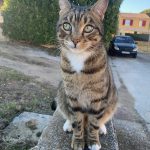 Tigrou   European Shorthair (Européen) Mâle - Garde d'animaux à domicile