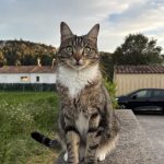 Nina   European Shorthair (Européen) Femelle - Garde d'animaux à domicile