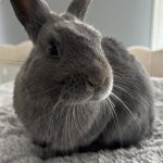 Dumbo   Nain Bélier Rex Mâle - Garde d'animaux à domicile