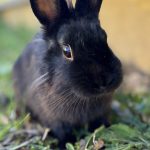 Daisy   Nain Femelle - Garde d'animaux à domicile