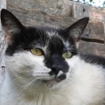 Nougatine   European Shorthair (Européen) Femelle - Garde d'animaux à domicile