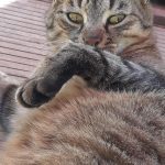 Mistigris   European Shorthair (Européen) Mâle stérilisé - Garde d'animaux à domicile
