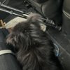 Images de profil de Laetitia - Blooming Pets - Petsitting et garde d'animaux à domicile