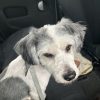 Images de profil de Laetitia - Blooming Pets - Petsitting et garde d'animaux à domicile