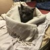 Images de profil de Laetitia - Blooming Pets - Petsitting et garde d'animaux à domicile