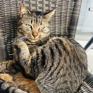 Images de profil de Diane - Blooming Pets - Petsitting et garde d'animaux à domicile