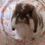 Nana   Bélier Français Mâle stérilisé - Garde d'animaux à domicile
