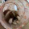 Images de profil de Lisa - Blooming Pets - Petsitting et garde d'animaux à domicile