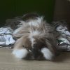 Images de profil de Lisa - Blooming Pets - Petsitting et garde d'animaux à domicile