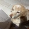 Images de profil de Lisa - Blooming Pets - Petsitting et garde d'animaux à domicile