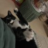 Images de profil de Lisa - Blooming Pets - Petsitting et garde d'animaux à domicile