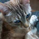 Ruby   European Shorthair (Européen) Femelle - Garde d'animaux à domicile
