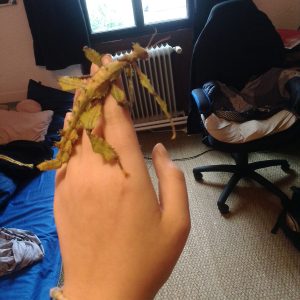 Images de profil de Fanette - Blooming Pets - Petsitting et garde d'animaux Ă domicile