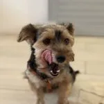 Tessa Tessa Yorkshire Terrier Femelle - Garde d'animaux Ă domicile