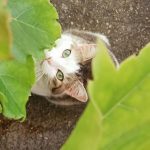 Jean-Poilu   Croisé Mâle stérilisé - Garde d'animaux à domicile