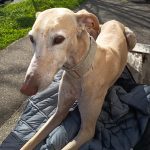Rehia   Galgo Español Femelle - Garde d'animaux à domicile