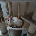 Nessy   Chat de gouttière (Commun) Mâle stérilisé - Garde d'animaux à domicile