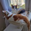 Images de profil de Anne Sophie - Blooming Pets - Petsitting et garde d'animaux à domicile