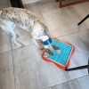 Images de profil de Anne Sophie - Blooming Pets - Petsitting et garde d'animaux à domicile