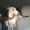 Images de profil de Anne Sophie - Blooming Pets - Petsitting et garde d'animaux à domicile