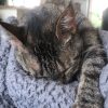 Images de profil de Clemence - Blooming Pets - Petsitting et garde d'animaux à domicile