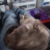 Images de profil de Marie-Victoire - Blooming Pets - Petsitting et garde d'animaux à domicile