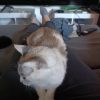 Images de profil de Marie-Victoire - Blooming Pets - Petsitting et garde d'animaux à domicile