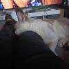 Images de profil de Marie-Victoire - Blooming Pets - Petsitting et garde d'animaux à domicile