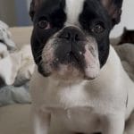 Aby   Bouledogue Français Femelle - Garde d'animaux à domicile