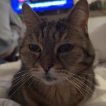 Angel   European Shorthair (Européen) Femelle - Garde d'animaux à domicile