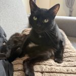 Lancelot   Chat de gouttière (Commun) Mâle stérilisé - Garde d'animaux à domicile