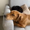 Images de profil de Sarah - Blooming Pets - Petsitting et garde d'animaux à domicile