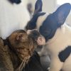 Images de profil de Sarah - Blooming Pets - Petsitting et garde d'animaux à domicile
