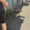 Images de profil de Sarah - Blooming Pets - Petsitting et garde d'animaux à domicile