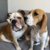 Images de profil de Sarah - Blooming Pets - Petsitting et garde d'animaux à domicile