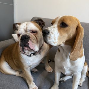 Images de profil de Sarah - Blooming Pets - Petsitting et garde d'animaux à domicile