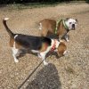 Images de profil de Sarah - Blooming Pets - Petsitting et garde d'animaux à domicile